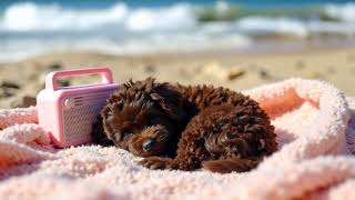 12 HOURS • 🐩 Toy Poodle Sleep Music 🌊💤 | Gentle Seaside Waves & Calming Dog Sleep Lullaby screenshot 3