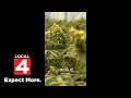Feds move medical marijuana to Schedule III: Now what?