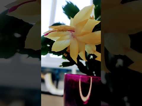 Video: Fiore giallo Decabrista (Schlumbergera): descrizione, assistenza domiciliare