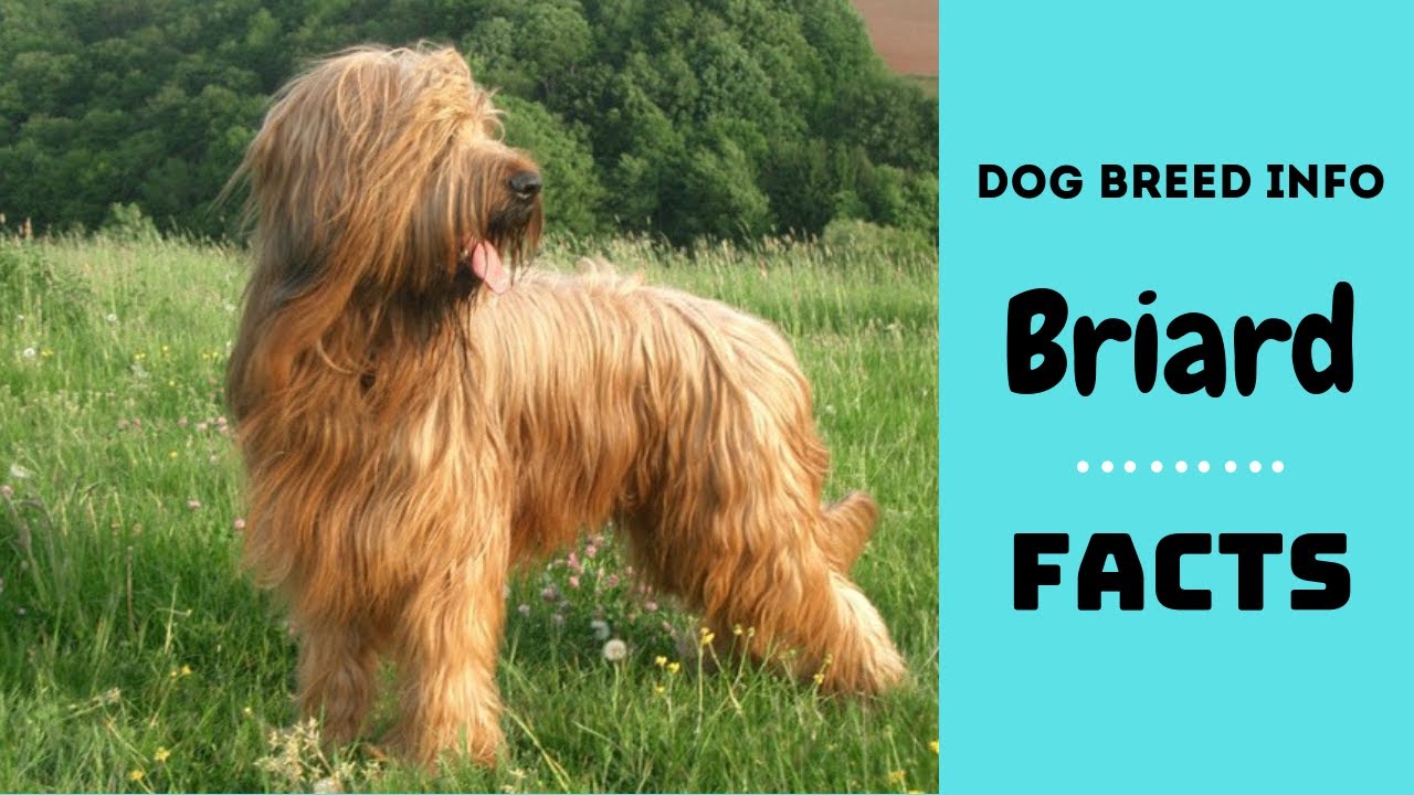 briard cost