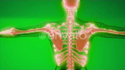 Transparent Human Body with Visible Bones | Motion Graphics - Envato elements