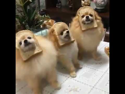 cute-funny-dogs