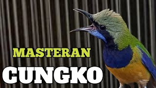 Download Lagu MASTERAN CUCAK CUNGKO, MASTERAN CUNGKO UNTUK MURAI MP3 Download Lagu MASTERAN CUCAK CUNGKO, MASTERAN CUNGKO UNTUK MURAI MP3