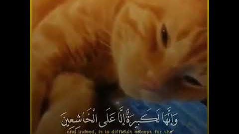 أتأمرون الناس بالبر وتنسون أنفسكم. تلاوة رائعة لعبد الرحمن مسعد