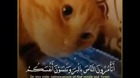 أتأمرون الناس بالبر وتنسون أنفسكم. تلاوة رائعة لعبد الرحمن مسعد