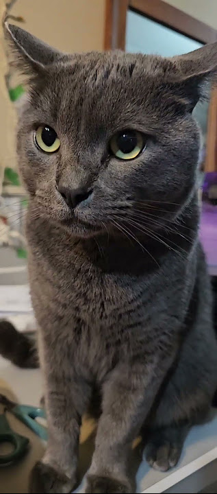 Somebody is scared when he hear a very loud noise😊😅😻 #cat #cute #catlovers #cats #shorts #viral