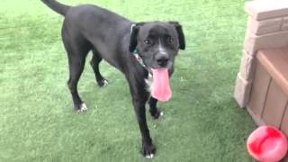 Owner Surrender Blacky