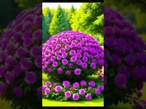 #flowers 🌺🌺#garden #youtubeshorts