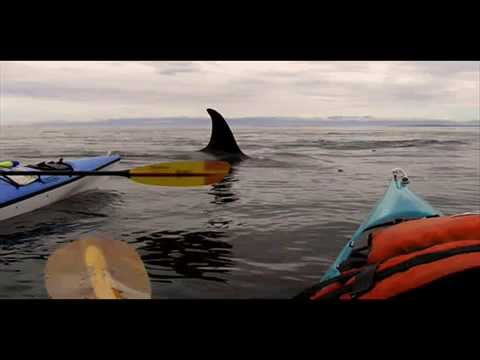 sea kayaking with orca