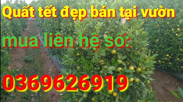 quất tết, quất tết 2021 quất cảnh dáng tháp đẹp mua liên hệ số: 0369626919