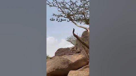 دحيم الحماد ١٤٤٤هـ آية من سورة طه