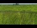 Iowa Prairie Restoration | Iowa Land and Sky