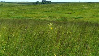 Iowa Prairie Restoration | Iowa Land and Sky