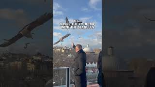 Must visit rooftop in Istanbul with seagulls #whattoseeinturkey #turkeytravel #istanbulturkey