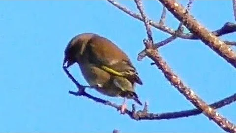 Птицы в лесу. Начало зимы. Birds in the forest
