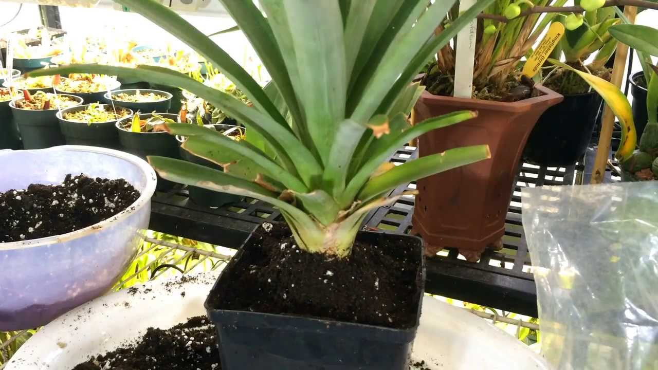 Pineapple Project Pineapple House Plant update Repotting
