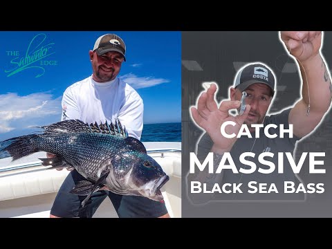 Black Sea Bass Fishing - The Setup to catch your BIGGEST black