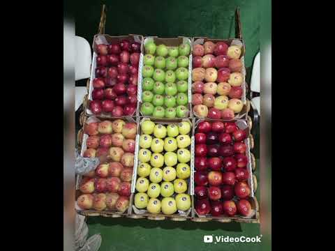 الملتقى الوطني للتفاح ميدلت الفنان نجم اغبالا حمزةوالفنان فاطمه الحاحباقشمير العلم