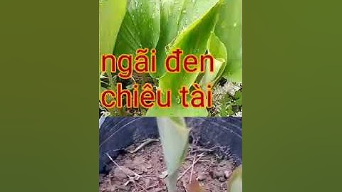 cây phong thủy  - cây chiêu tài  - cây ngải đen