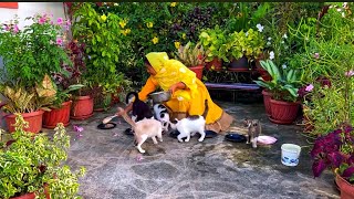 Morning Routine with my Adopted Cats in Brunei - Helping Stray Cats & Kittens/Cat Lady Zairah #cat by Brunei Cat Lovers 704 views 1 year ago 1 minute, 59 seconds