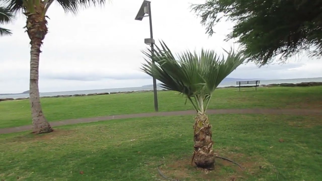 That looks like a Pritchardia palm tree!