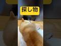 しっかり指示に従うのが可愛い🤣💖#柴犬 #豆柴 #shibainu #犬 #shorts