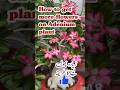 How to get more flowers on Adenium plant. Desert Rose tips #trending #garden #shorts #gardening