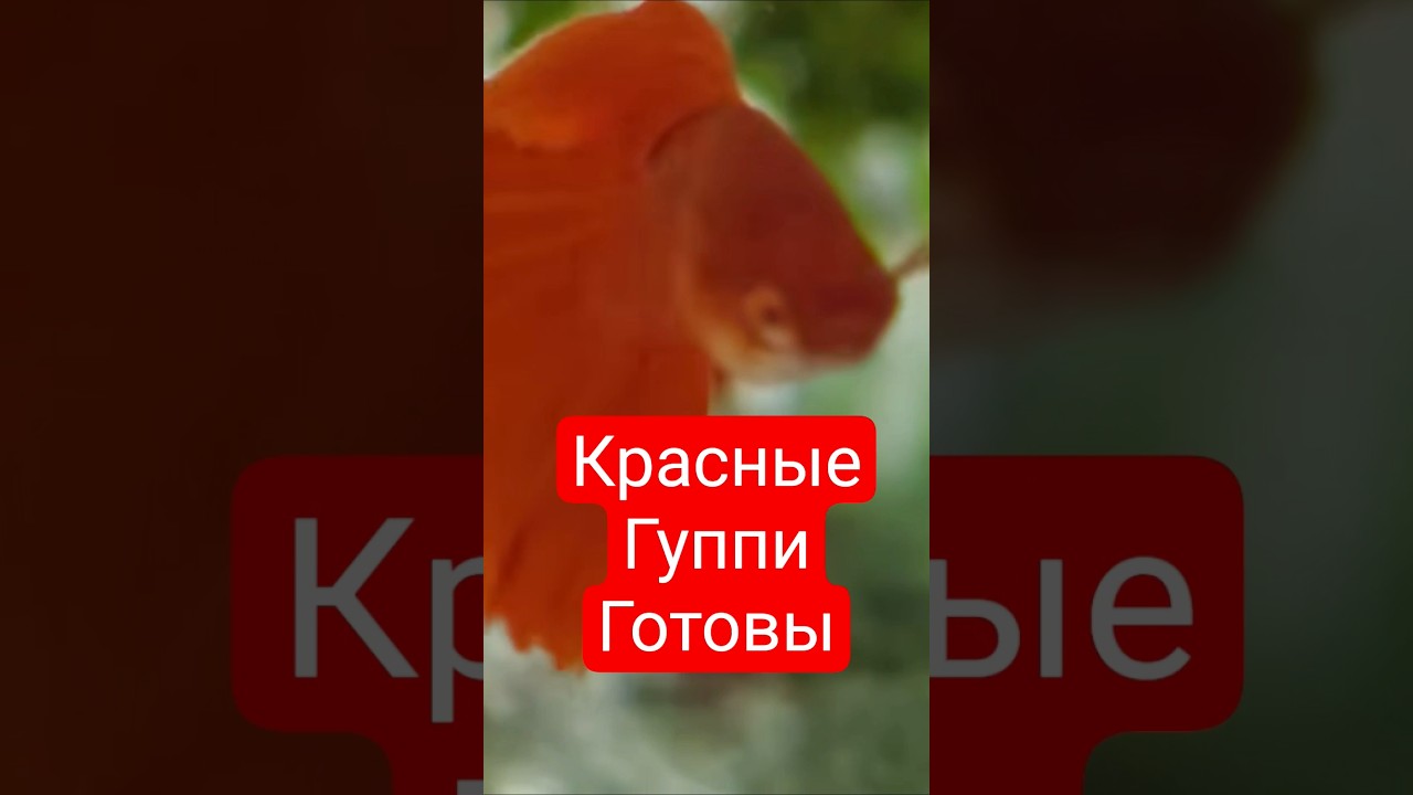 Готовы к нересту?