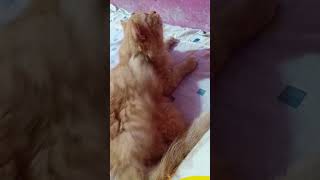 funny cats #157 #cats #cute #pets #meow #instacat #catlover #kittensofinstagram #animaloveras