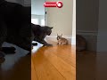 Viral Cats & Dogs Compilation 😂 #shorts