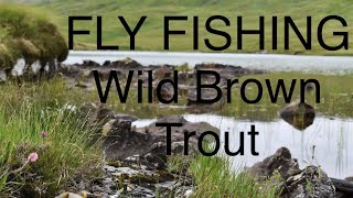 Fly Fishing for Wild brown Trout (new PB) Hill loch Trout