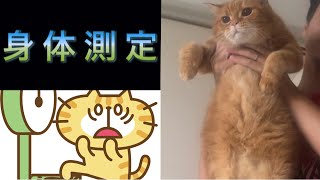 【身体測定】Big Cat【スコティッシュフォールド】