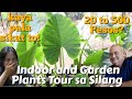 MAGKANO BA ANG ALOCASIA ELEPHANT EAR PLANT? BAKIT BA MARAMING NAG HAHANAP? ALOCASIA PLANT VARIETY.