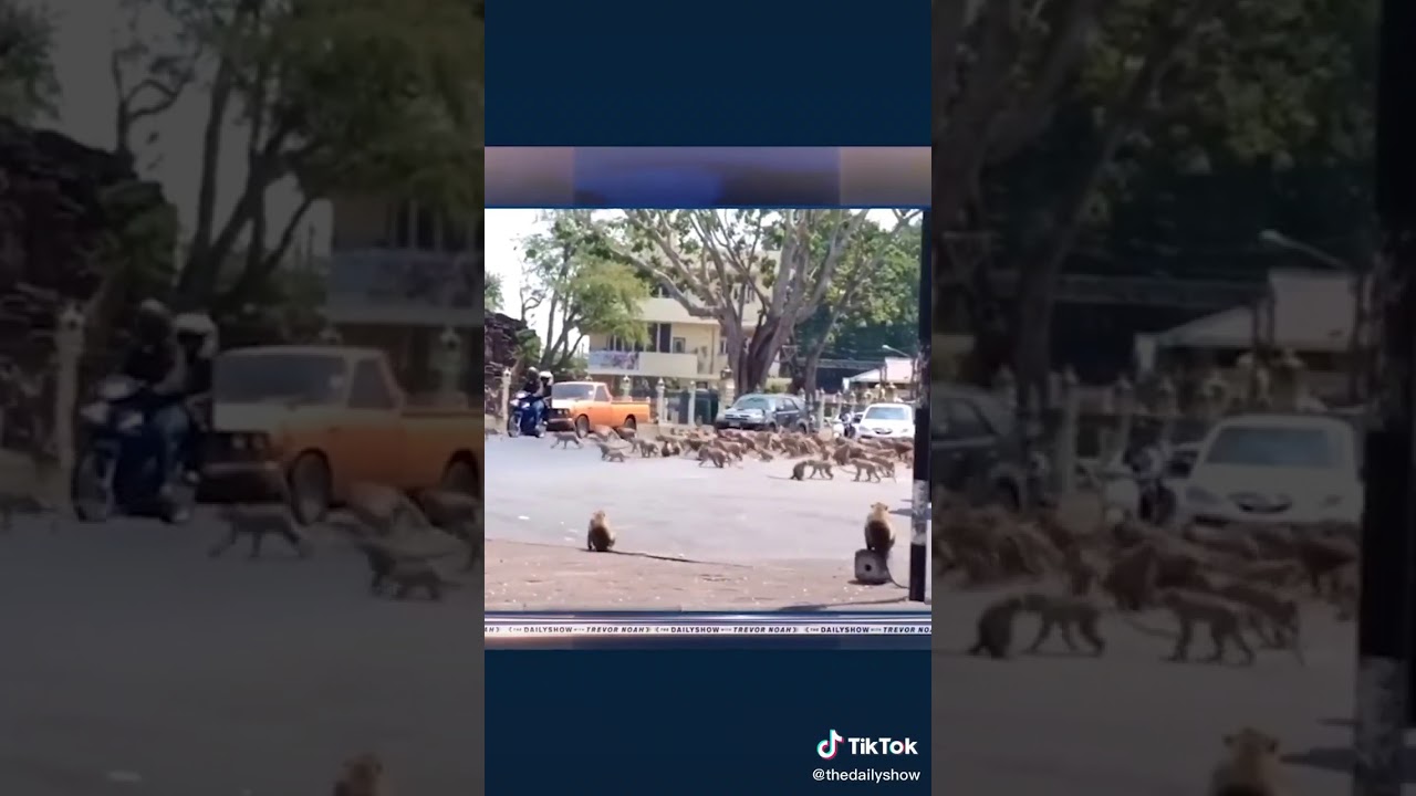 Watch Trevor Noah on TikTok | Wild Monkeys on YouTube Watch Trevor Noah on TikTok | Wild Monkeys on YouTube