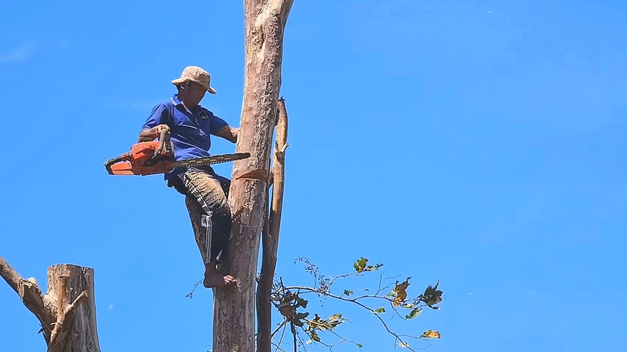 Amazing skills! Master of chainsaw cut down a tall Lagerstroemia ...