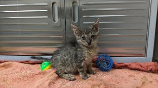 Little rescue kitten Wren is looking good! 💕🐈🎉 by AZDesertRain 2,537 views 1 year ago 3 minutes, 49 seconds