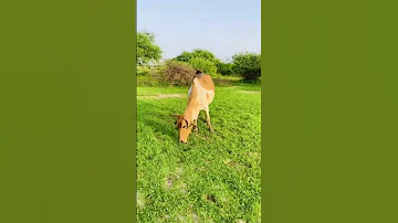 جنوب دارفور نيالا البحير المراعي الطبيعية والأجواء الخريفية 