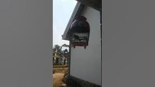 Burung perkutut suara nuklir