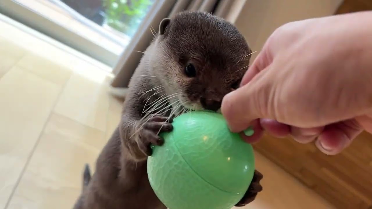 otter that came to his owner for help was adorable. lol - YouTube
