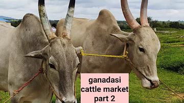 gandasi cattle market part 2 #agrianimals