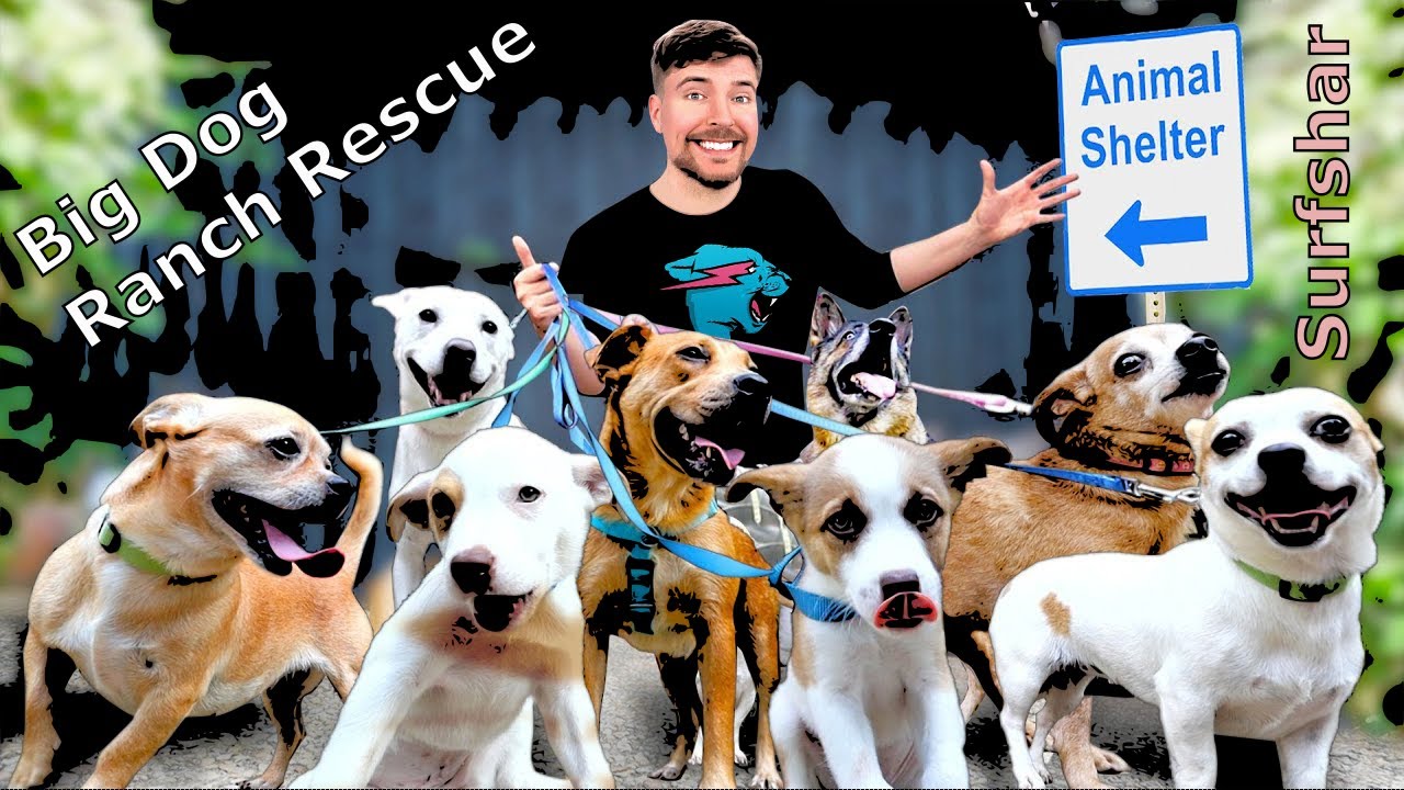 I rescued 100 Abandoned Dogs from MrBeast 