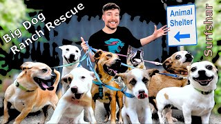 I rescued 100 Abandoned Dogs from MrBeast #mrbeast #dog #rescue #pets #animals