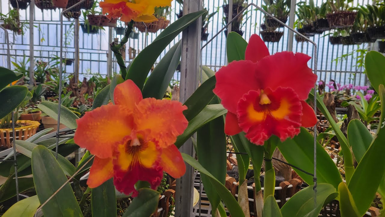 Hello Các Cụ Yêu Lan