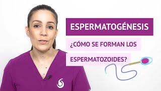 ¿Cómo se forman los espermatozoides? – Fases de la espermatogénesis