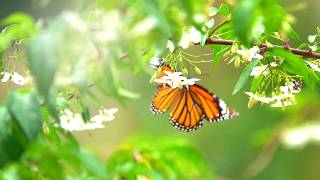 The Impossible Dream    Andr Rieu