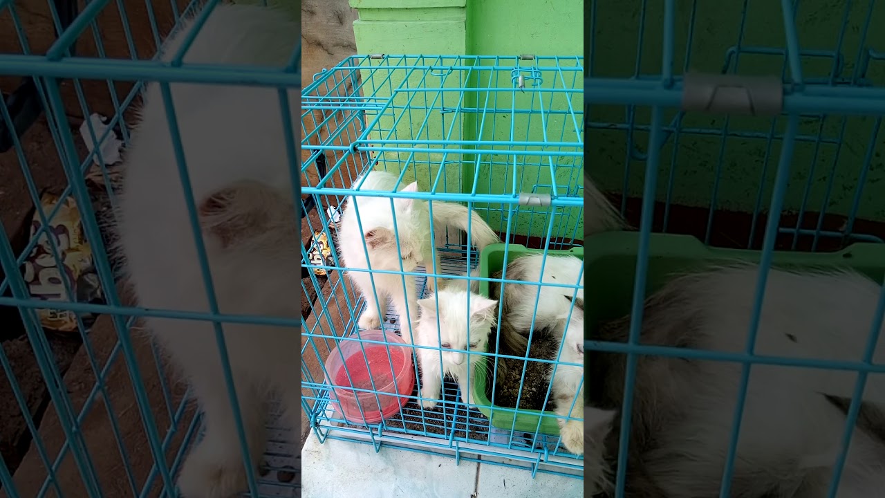 Kucing himalaya... Cantik ya.. Putih... - YouTube