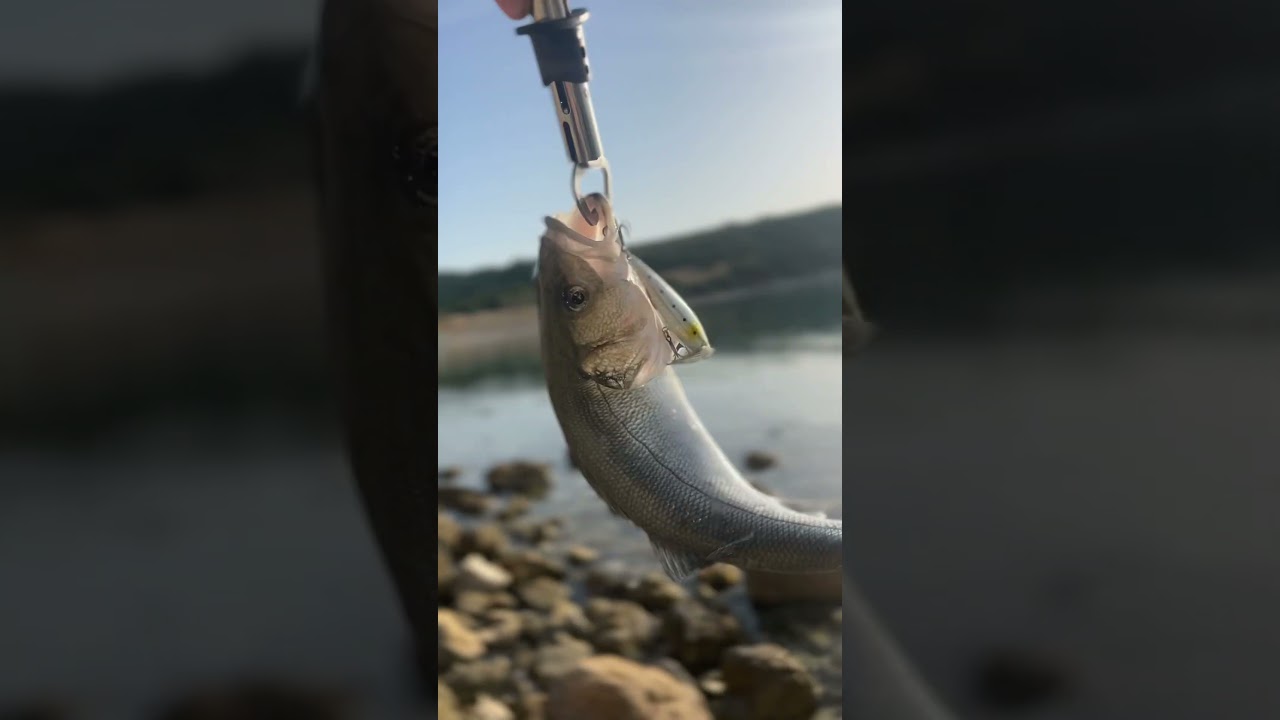 Su Üstünde Efsane Vuruş! Demircili’de LRF ile Levrek Avı