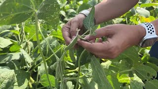 U.S. Farm Report 09/24/22 -  Artificial Intelligence Pest App screenshot 4