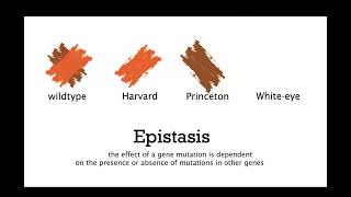 F24 Mcdb 203L Genetics Lab Final Project - Qinyi Wang & Nancy Chen