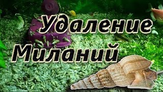 Как избавиться от улиток меланий в аквариуме Как избавиться от улиток меланий в аквариуме